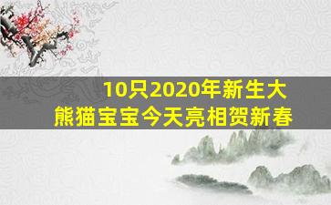 10只2020年新生大熊猫宝宝今天亮相贺新春