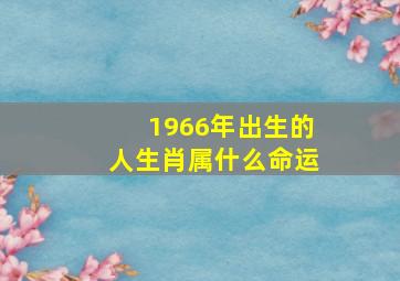 1966年出生的人生肖属什么命运