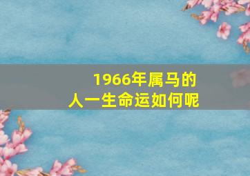 1966年属马的人一生命运如何呢