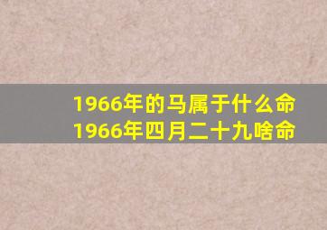 1966年的马属于什么命1966年四月二十九啥命