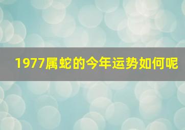 1977属蛇的今年运势如何呢