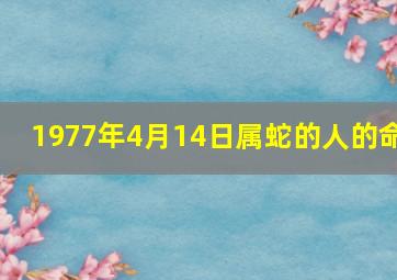 1977年4月14日属蛇的人的命