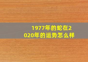 1977年的蛇在2020年的运势怎么样