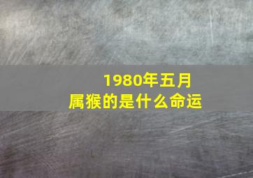 1980年五月属猴的是什么命运