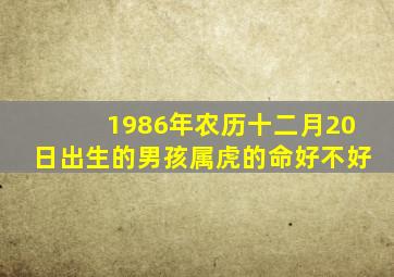 1986年农历十二月20日出生的男孩属虎的命好不好