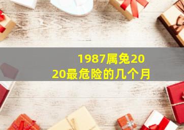 1987属兔2020最危险的几个月