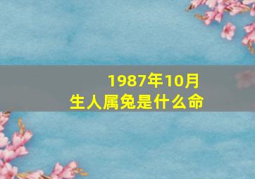 1987年10月生人属兔是什么命