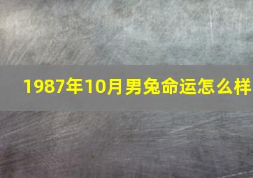 1987年10月男兔命运怎么样