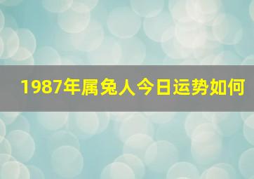 1987年属兔人今日运势如何