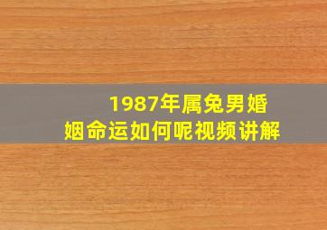 1987年属兔男婚姻命运如何呢视频讲解