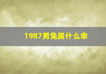 1987男兔属什么命