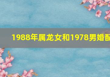 1988年属龙女和1978男婚配