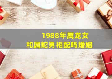 1988年属龙女和属蛇男相配吗婚姻