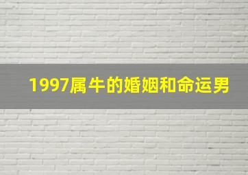 1997属牛的婚姻和命运男