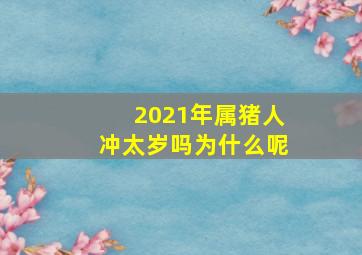 2021年属猪人冲太岁吗为什么呢