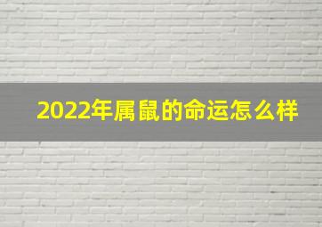 2022年属鼠的命运怎么样