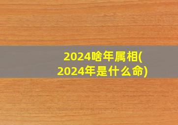 2024啥年属相(2024年是什么命)