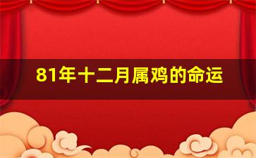 81年十二月属鸡的命运