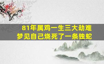 81年属鸡一生三大劫难梦见自己烧死了一条独蛇