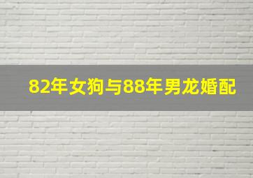 82年女狗与88年男龙婚配