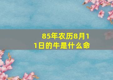 85年农历8月11日的牛是什么命