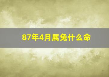 87年4月属兔什么命