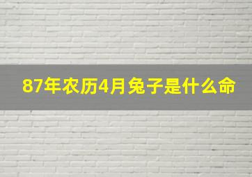 87年农历4月兔子是什么命