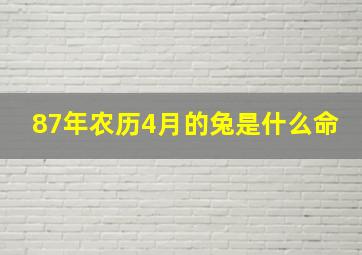 87年农历4月的兔是什么命