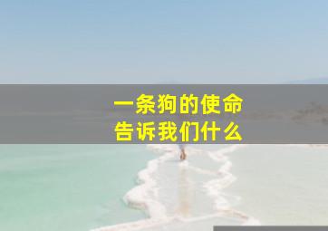 一条狗的使命告诉我们什么