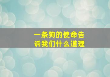 一条狗的使命告诉我们什么道理