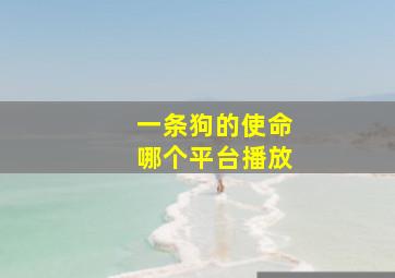 一条狗的使命哪个平台播放