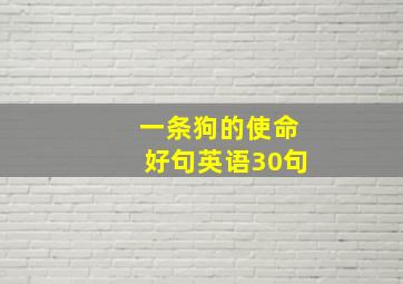 一条狗的使命好句英语30句