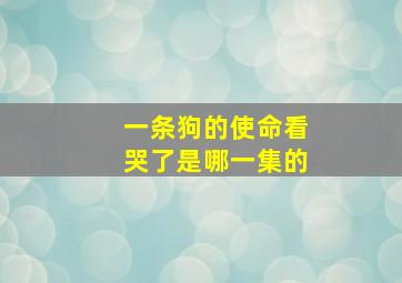 一条狗的使命看哭了是哪一集的