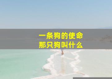 一条狗的使命那只狗叫什么