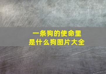 一条狗的使命里是什么狗图片大全