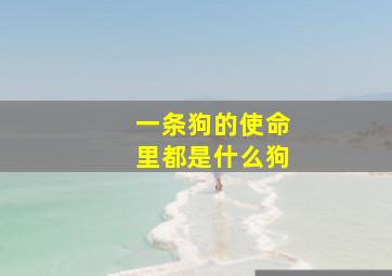 一条狗的使命里都是什么狗