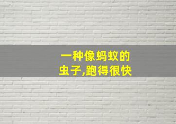 一种像蚂蚁的虫子,跑得很快