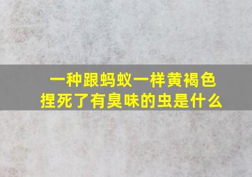 一种跟蚂蚁一样黄褐色捏死了有臭味的虫是什么