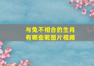 与兔不相合的生肖有哪些呢图片视频