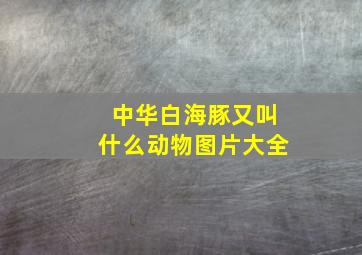 中华白海豚又叫什么动物图片大全