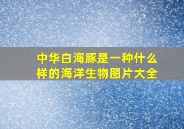 中华白海豚是一种什么样的海洋生物图片大全