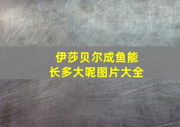 伊莎贝尔成鱼能长多大呢图片大全