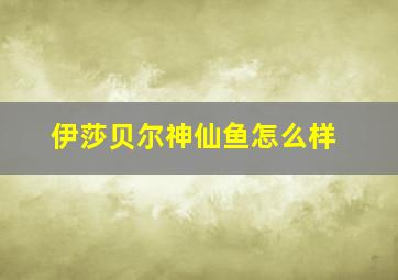 伊莎贝尔神仙鱼怎么样