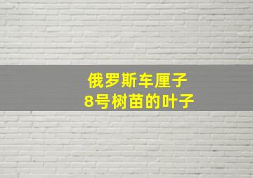 俄罗斯车厘子8号树苗的叶子