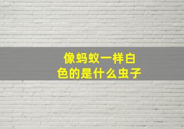 像蚂蚁一样白色的是什么虫子