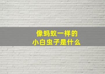 像蚂蚁一样的小白虫子是什么