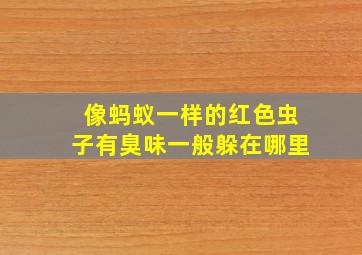 像蚂蚁一样的红色虫子有臭味一般躲在哪里