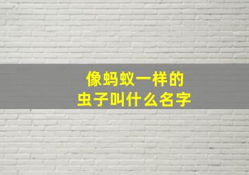 像蚂蚁一样的虫子叫什么名字