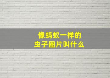 像蚂蚁一样的虫子图片叫什么