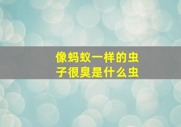 像蚂蚁一样的虫子很臭是什么虫